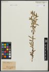 Foto von Salix alba L.